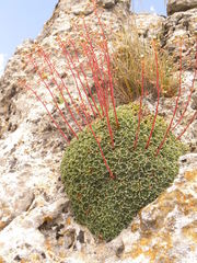 Saxifraga cochlearis