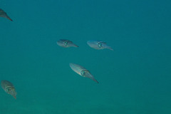 Sepioteuthis australis