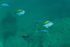 Chromis nitida