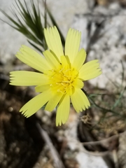 Calycoseris parryi