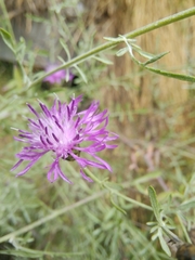 Centaurea arrigonii