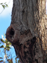 Eucalyptus marginata marginata