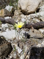 Calycoseris parryi