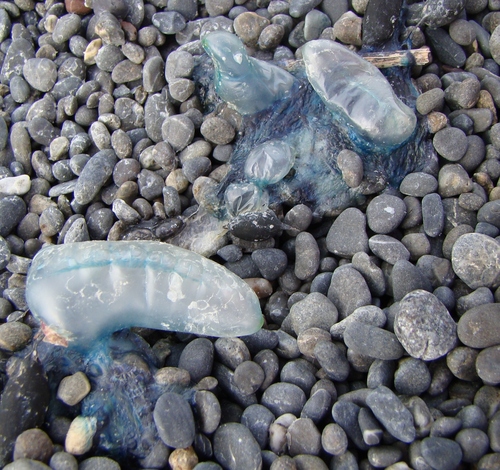 photo of Portuguese Man O' War (Physalia physalis)