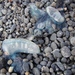 photo of Portuguese Man O' War (Physalia physalis)