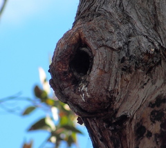 Eucalyptus marginata marginata