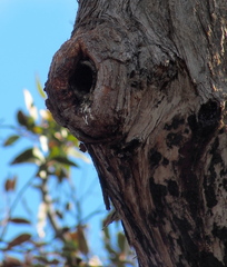 Eucalyptus marginata marginata