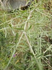 Centaurea arrigonii
