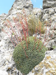 Saxifraga cochlearis