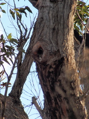 Eucalyptus marginata marginata