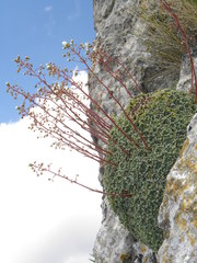 Saxifraga cochlearis
