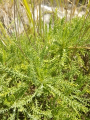 Santolina pinnata