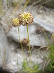 Santolina pinnata