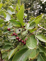 Crataegus