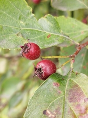 Crataegus