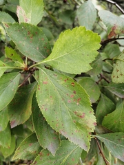 Crataegus