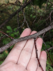 Crataegus