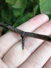 Crataegus