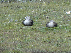 Cyanochen cyanoptera