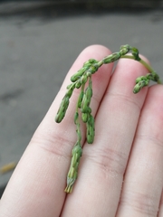Lactuca serriola