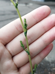 Lactuca serriola