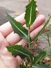 Lactuca serriola