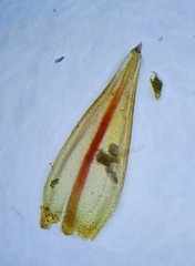 Imbribryum alpinum