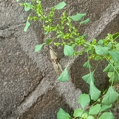 Papilio dardanus dardanus