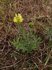Linaria vulgaris