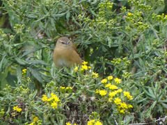 Bradypterus cinnamomeus