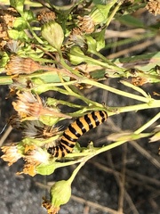 Tyria jacobaeae