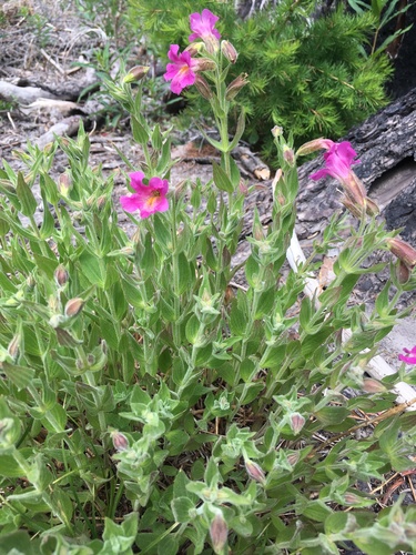 Lewis' Monkeyflower seedling