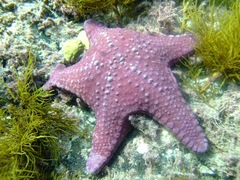 Anthaster valvulatus