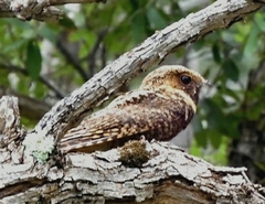 Antrostomus arizonae