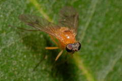 Chrysopilus laetus