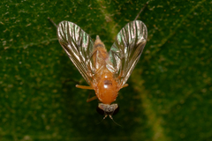 Chrysopilus laetus