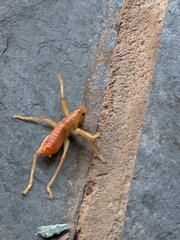 Camptonotus