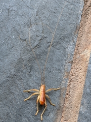 Camptonotus