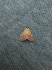 Phytometra rhodarialis