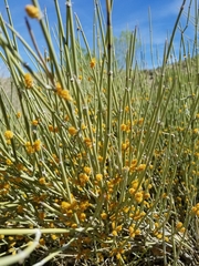 Ephedra aspera