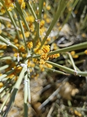 Ephedra aspera