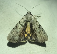 Catocala gracilis