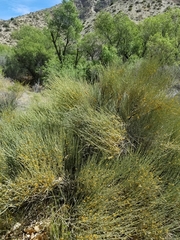 Ephedra aspera