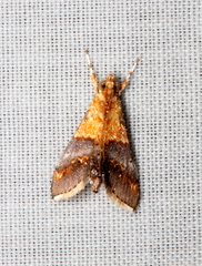 Tetracona amathealis