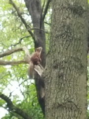 Sciurus vulgaris