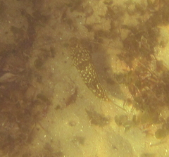 Torquigener pleurogramma