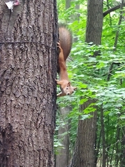 Sciurus vulgaris