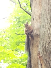Sciurus vulgaris