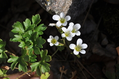 Saxifraga genesiana