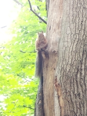Sciurus vulgaris